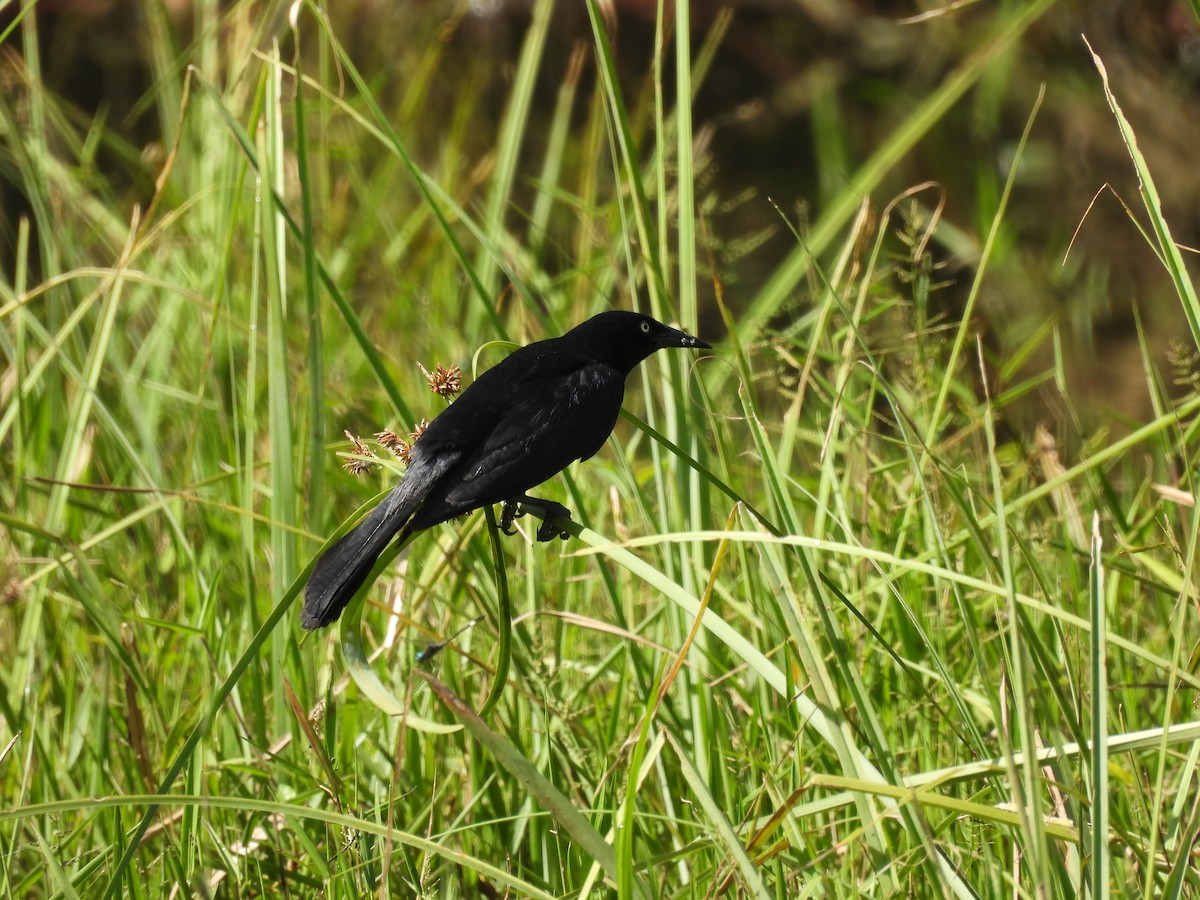 Greater Antillean Grackle - ML621987731