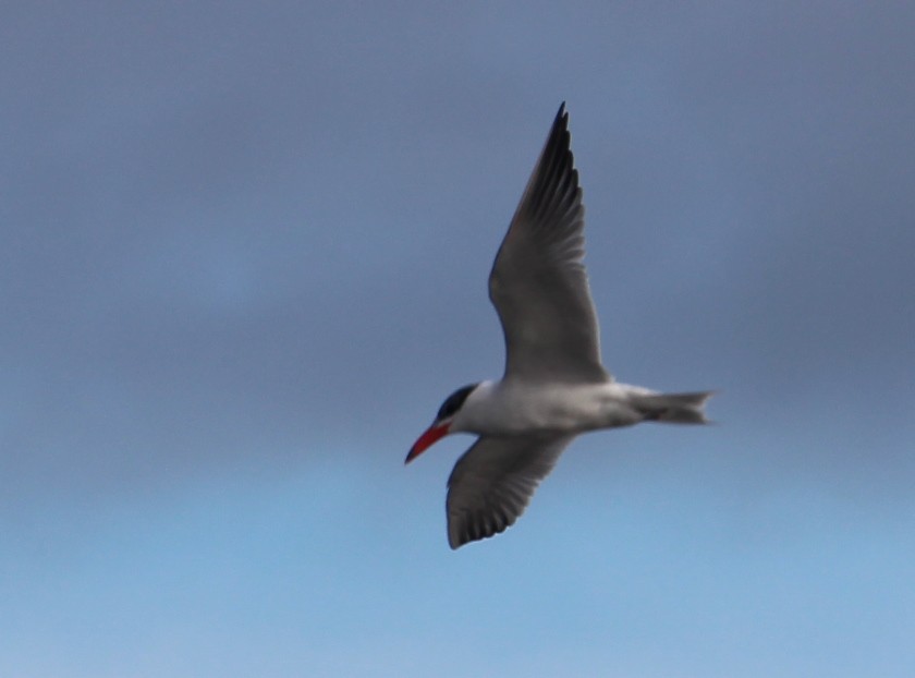 Caspian Tern - Helen Sosna