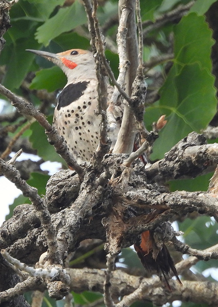 Northern Flicker - ML621987792