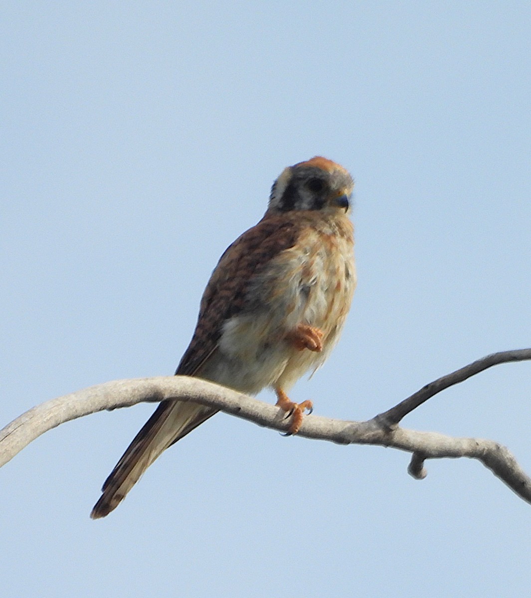 American Kestrel - ML621987794