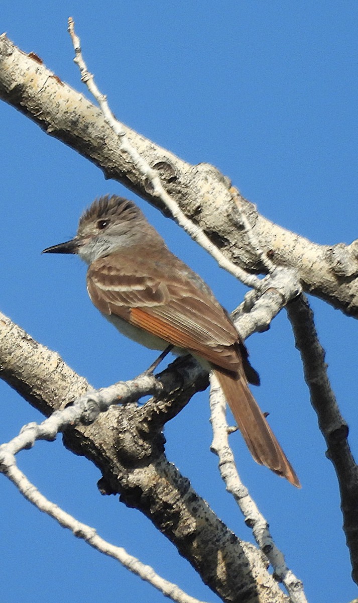 Ash-throated Flycatcher - ML621987832