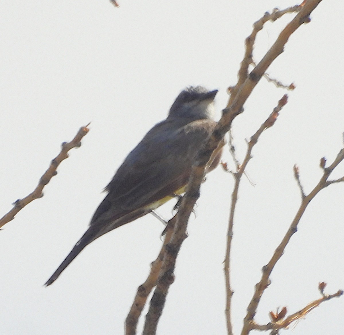 Western Kingbird - ML621987992