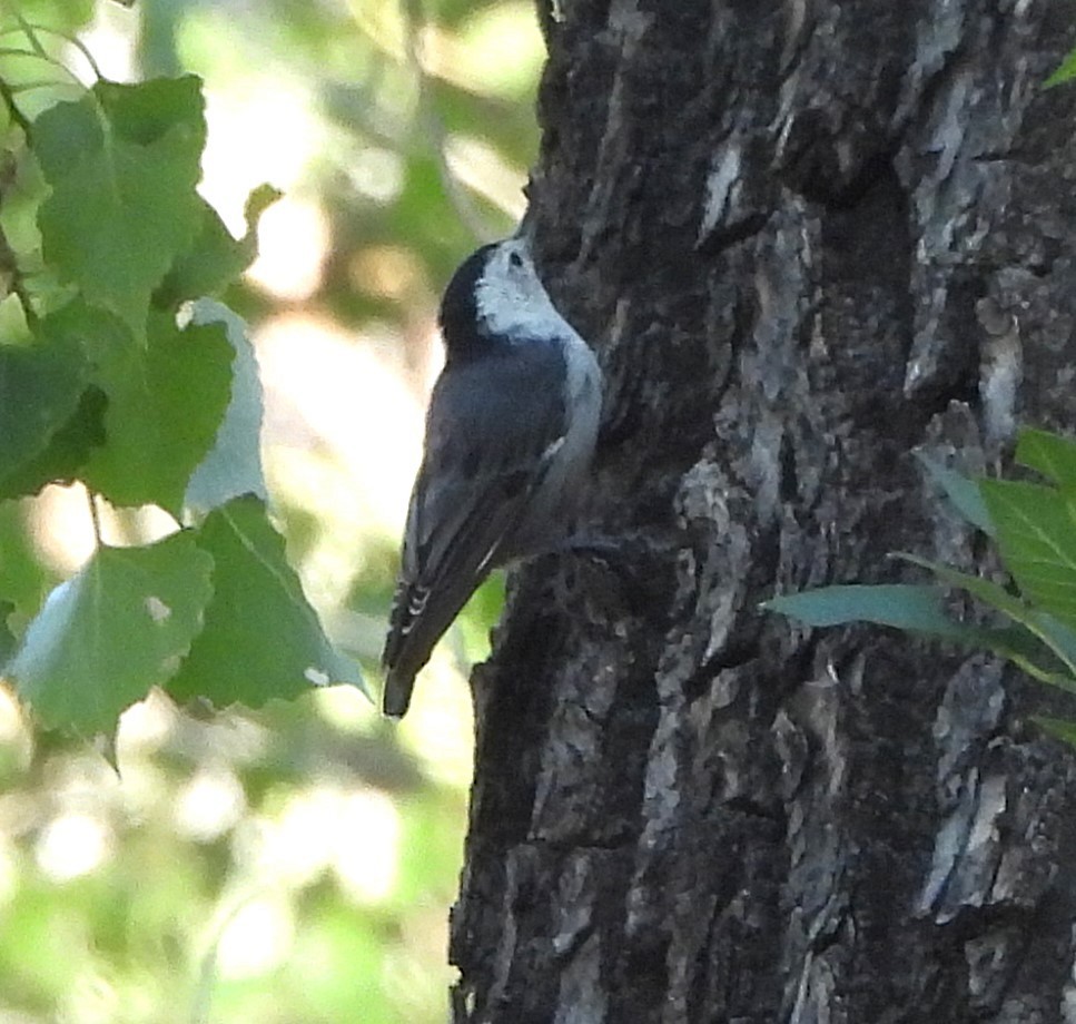 White-breasted Nuthatch - ML621987997