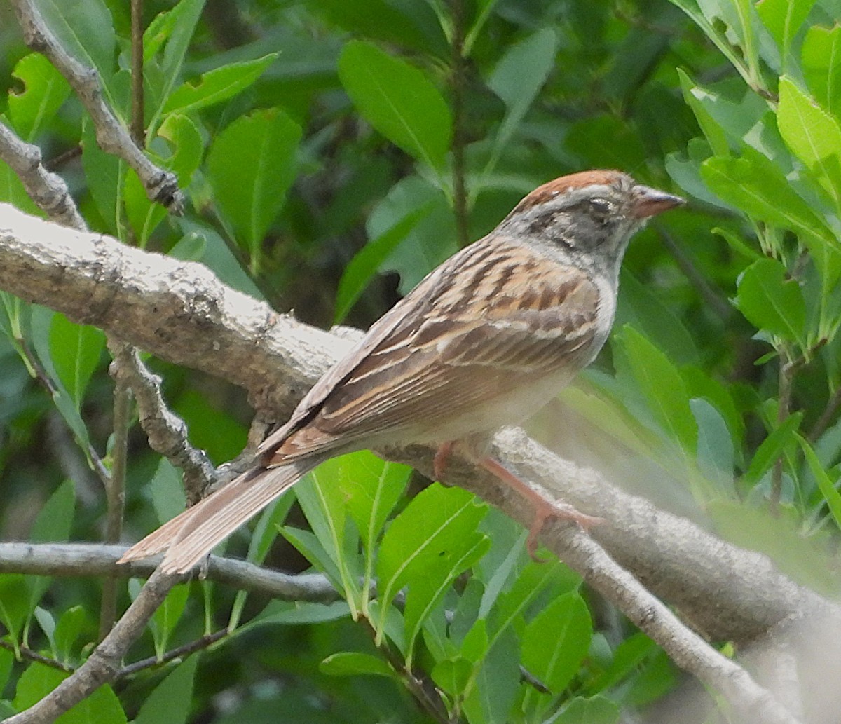 Chipping Sparrow - ML621988000