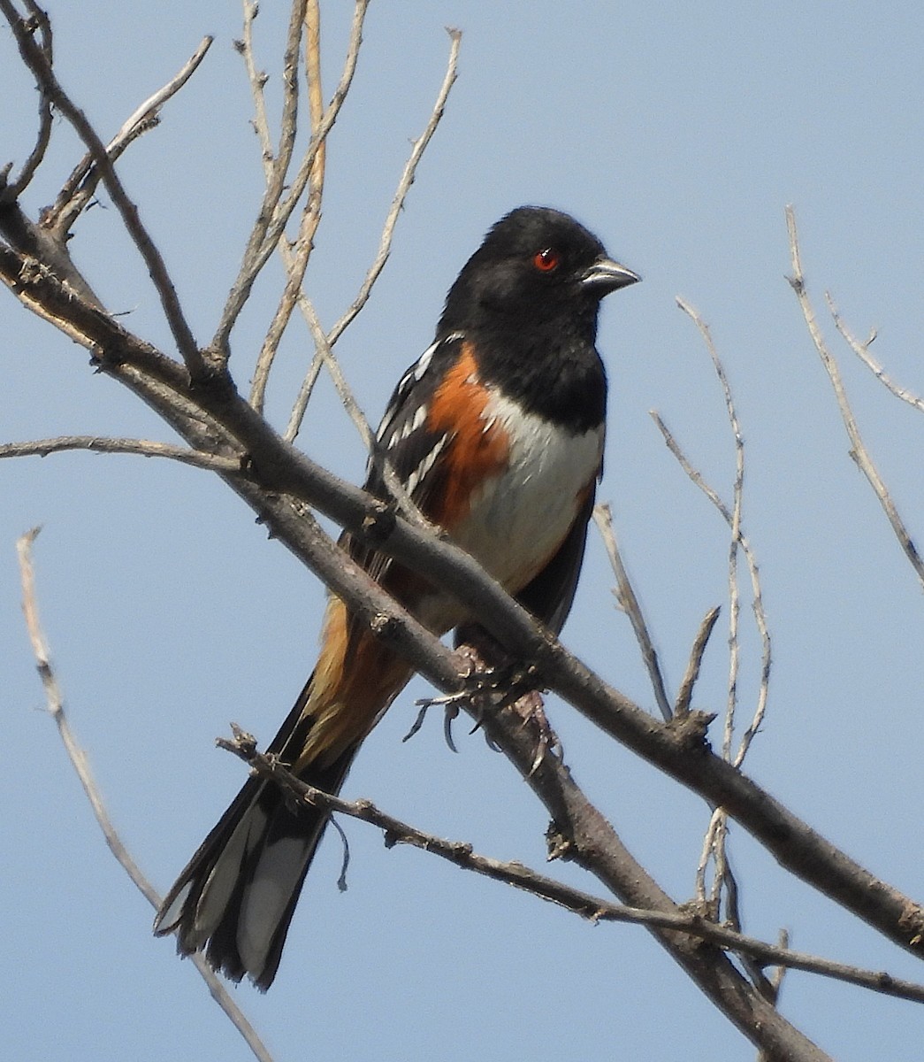 Spotted Towhee - Mark Romero