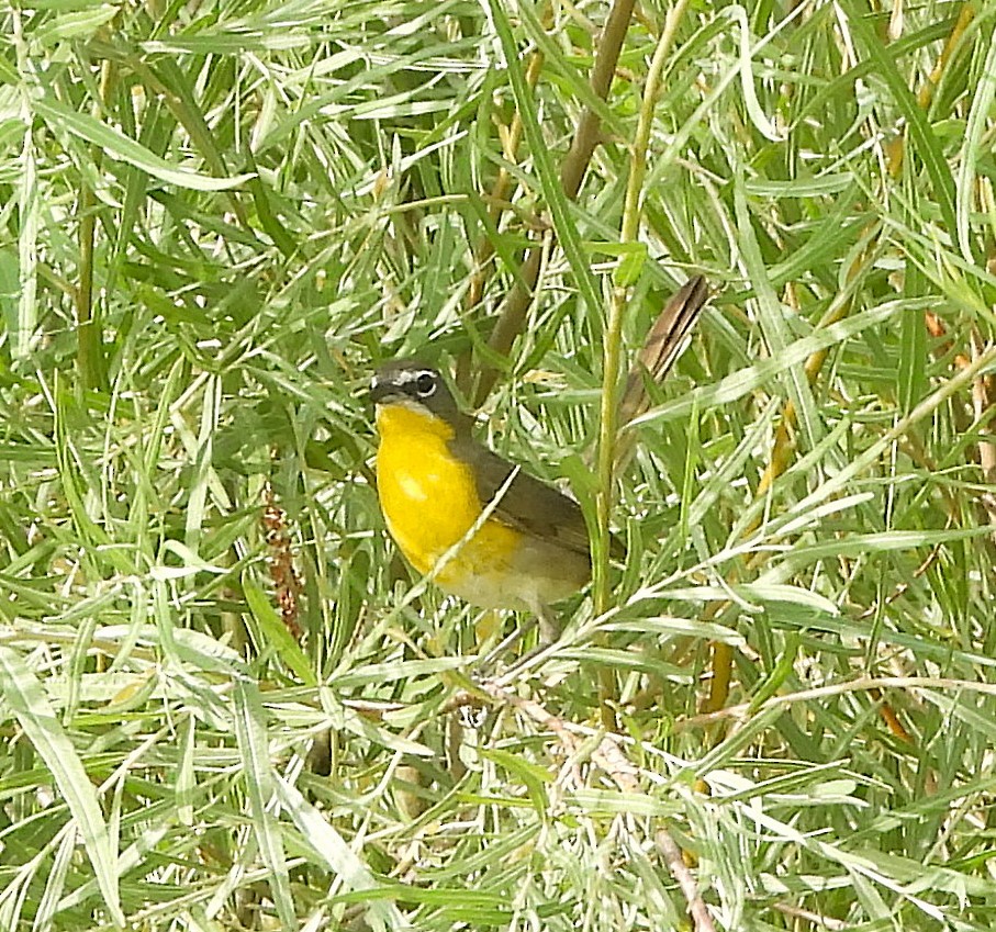 Yellow-breasted Chat - ML621988009