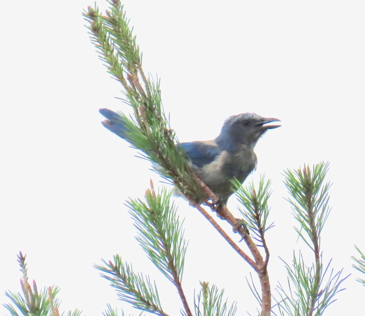 Florida Scrub-Jay - ML621988031