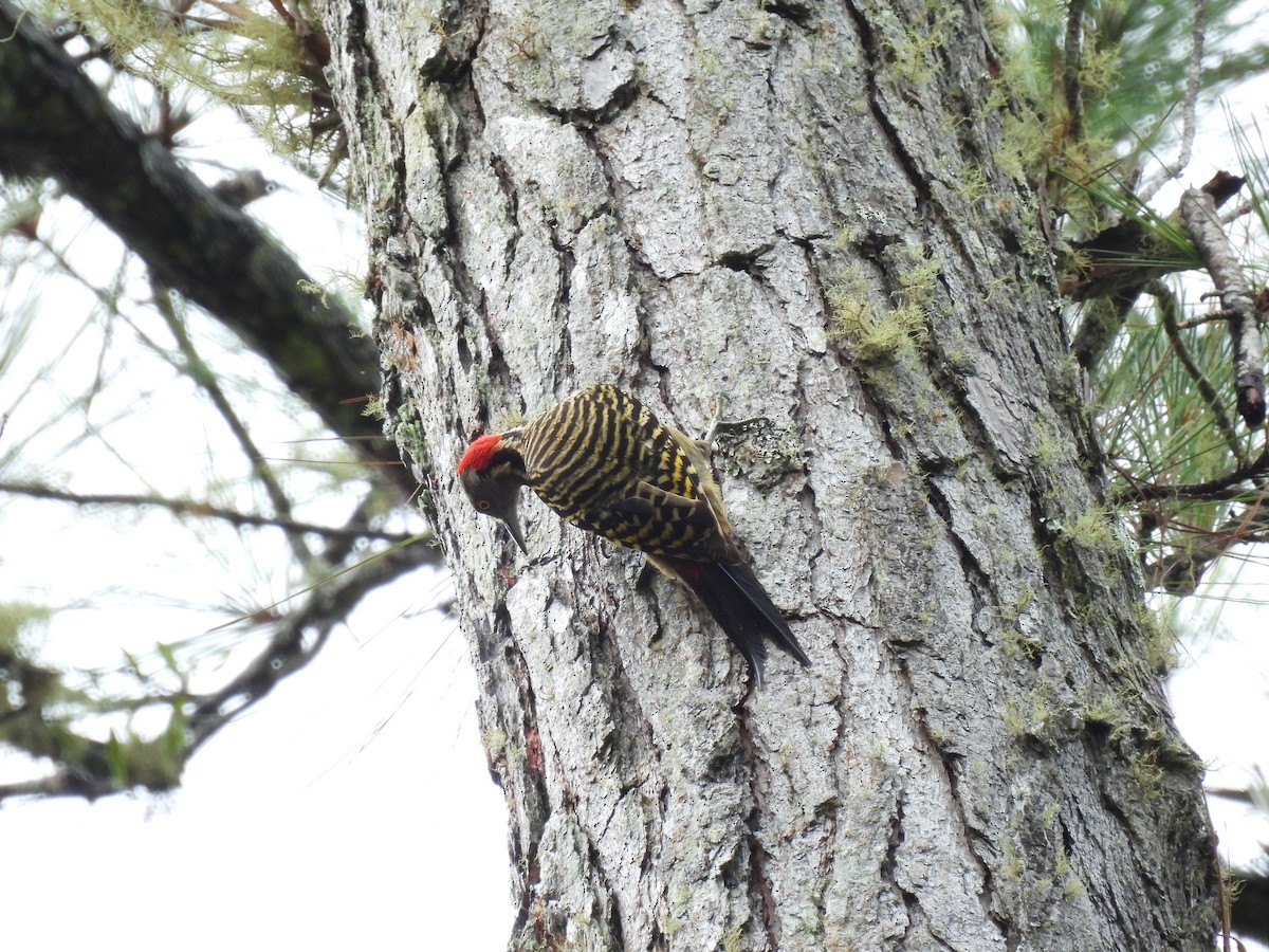 Hispaniolan Woodpecker - ML621988037