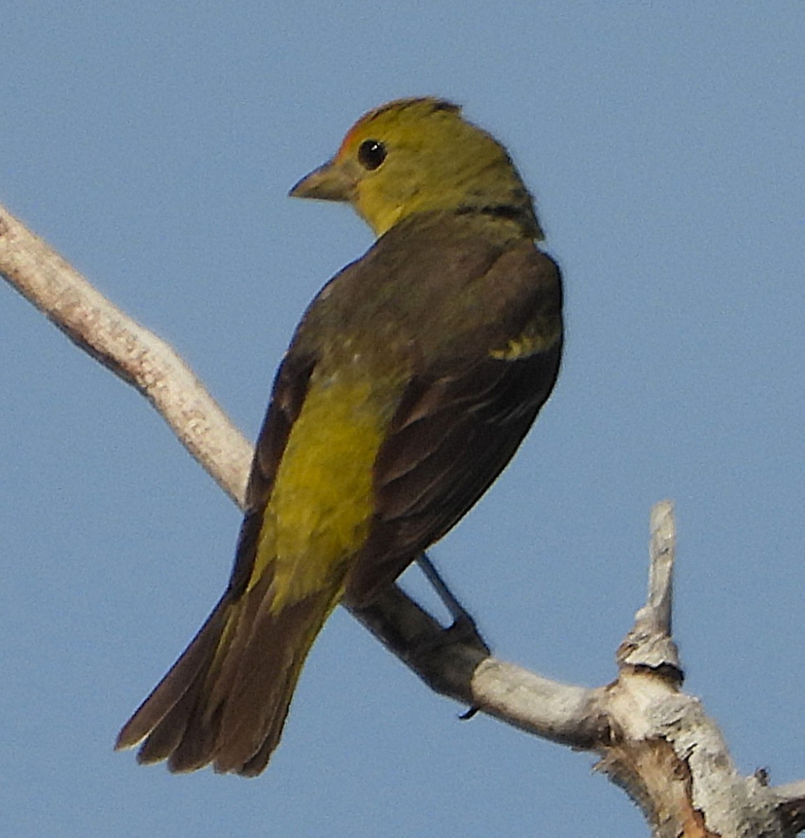 Western Tanager - ML621988067