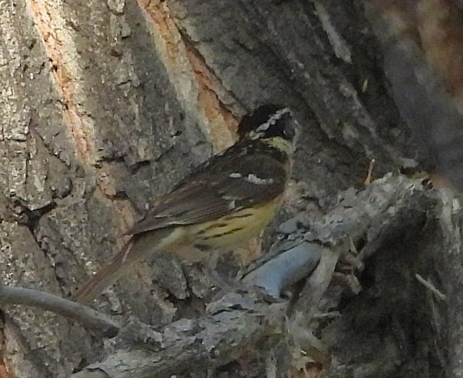 Black-headed Grosbeak - ML621988072