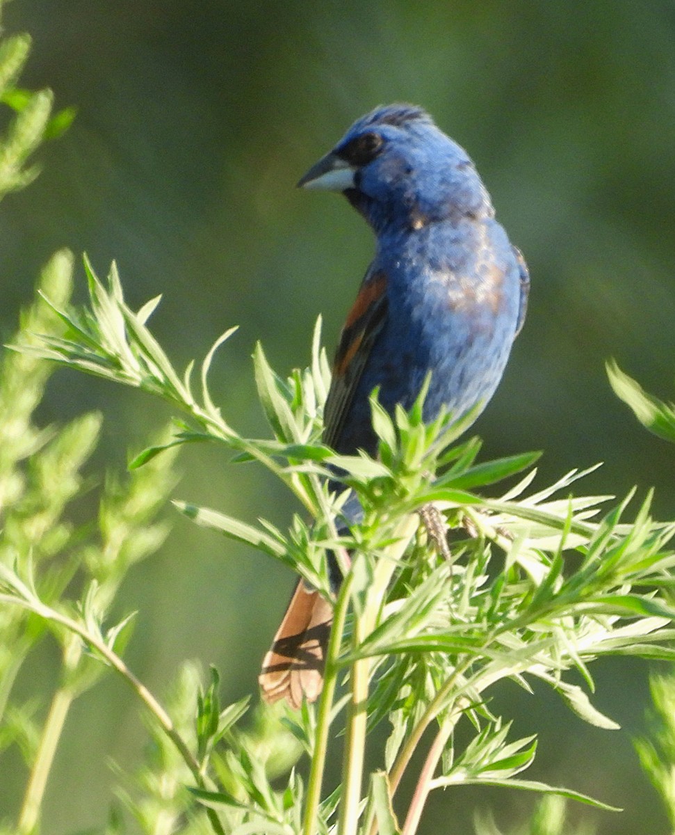 Blue Grosbeak - ML621988073