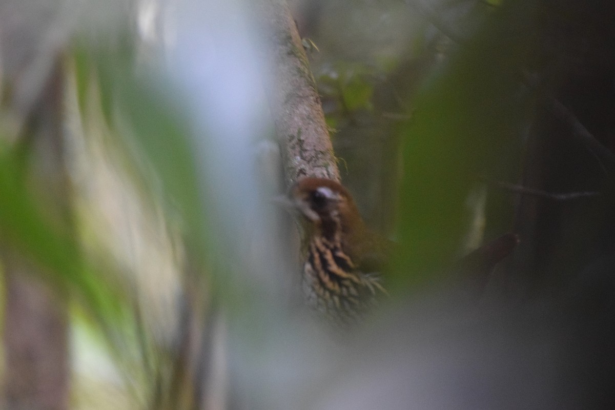 Short-tailed Antthrush - ML621988075