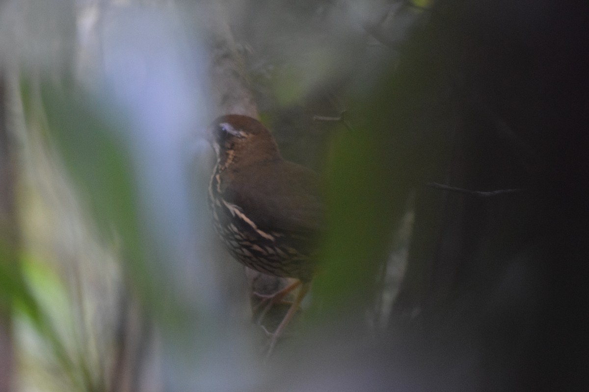 Short-tailed Antthrush - ML621988076