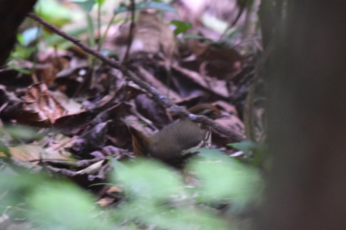 Short-tailed Antthrush - ML621988080