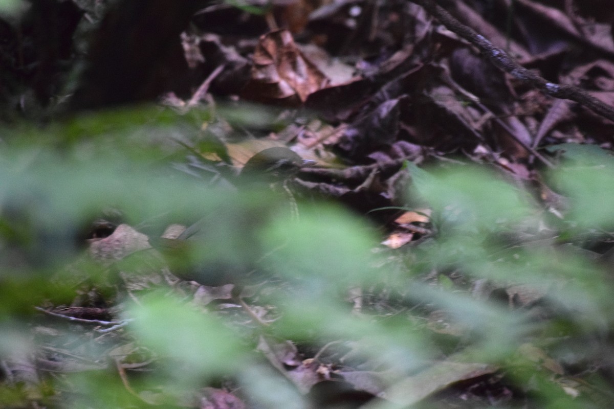 Short-tailed Antthrush - ML621988081