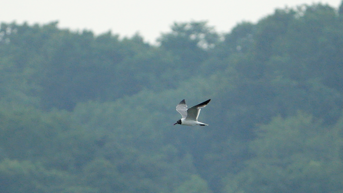 Laughing Gull - ML621988096