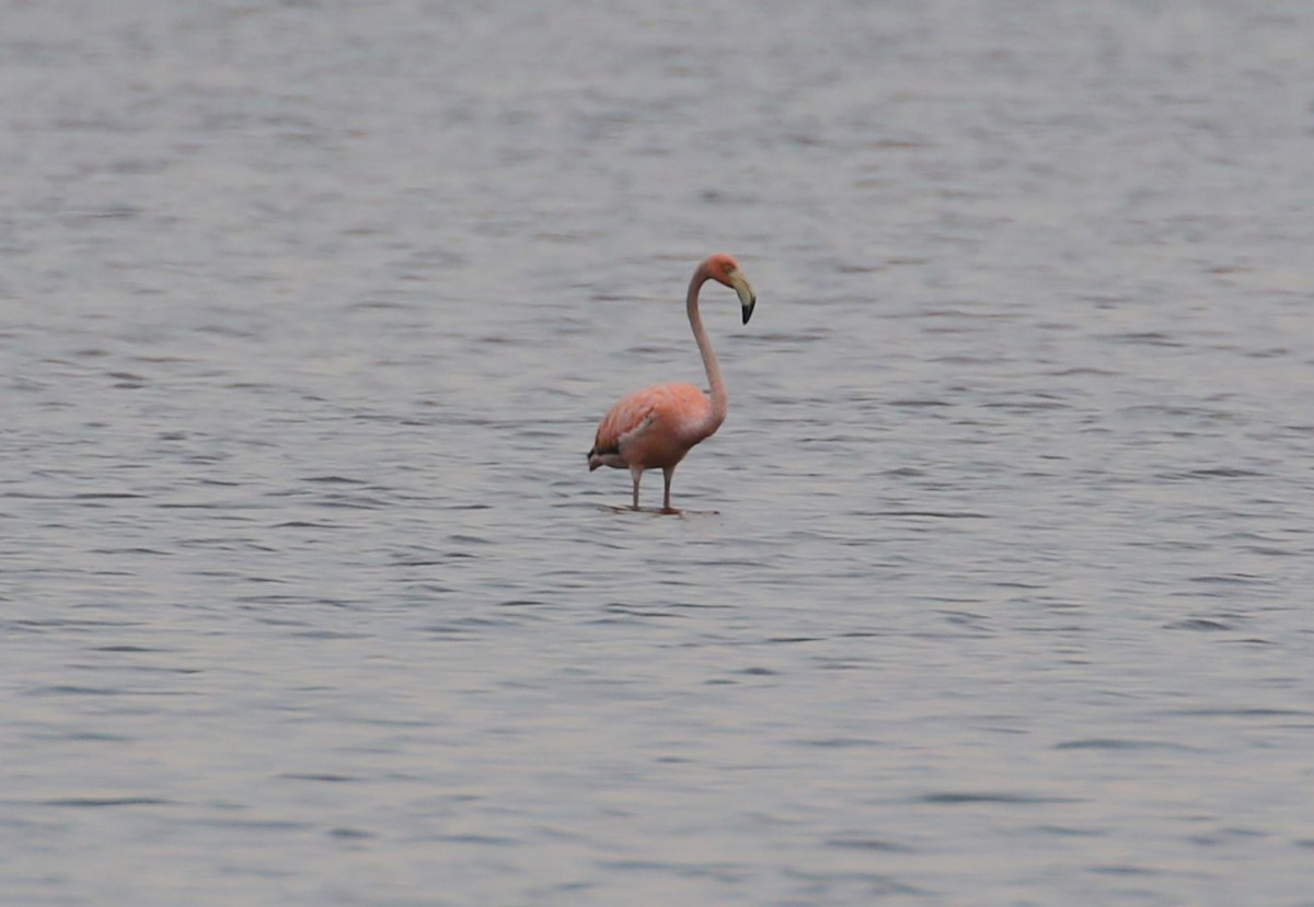 American Flamingo - ML621988182
