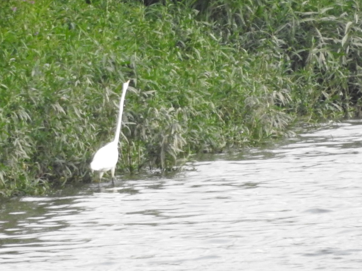 Grande Aigrette - ML621988236