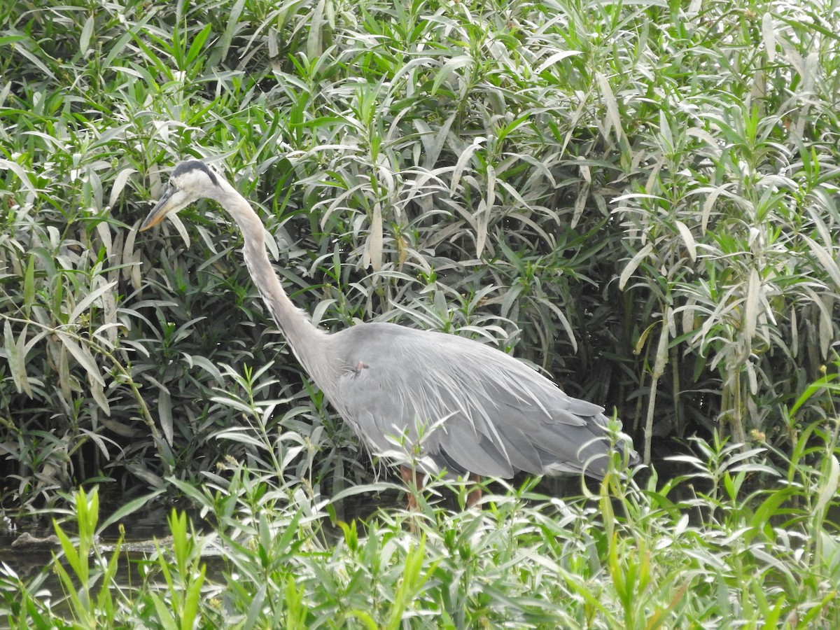 Great Blue Heron - ML621988241