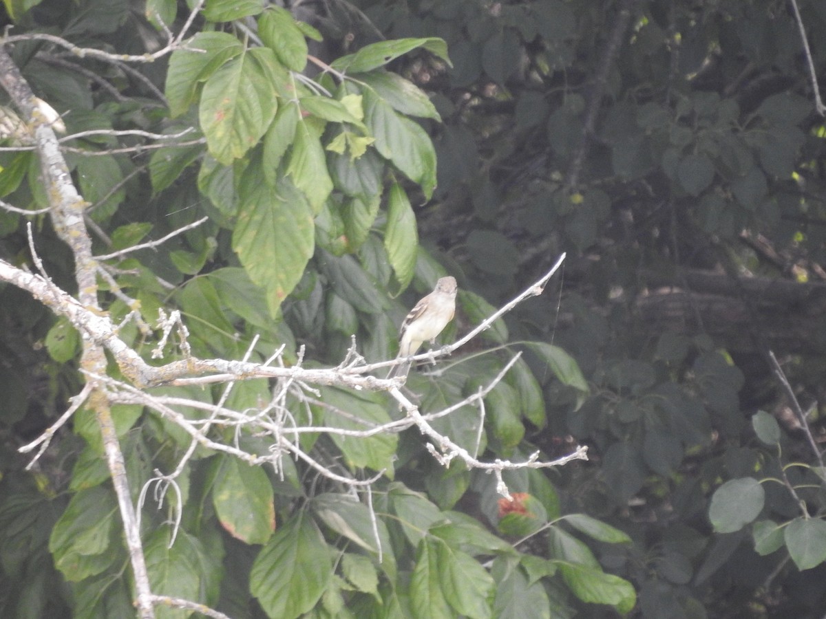 Willow Flycatcher - ML621988250