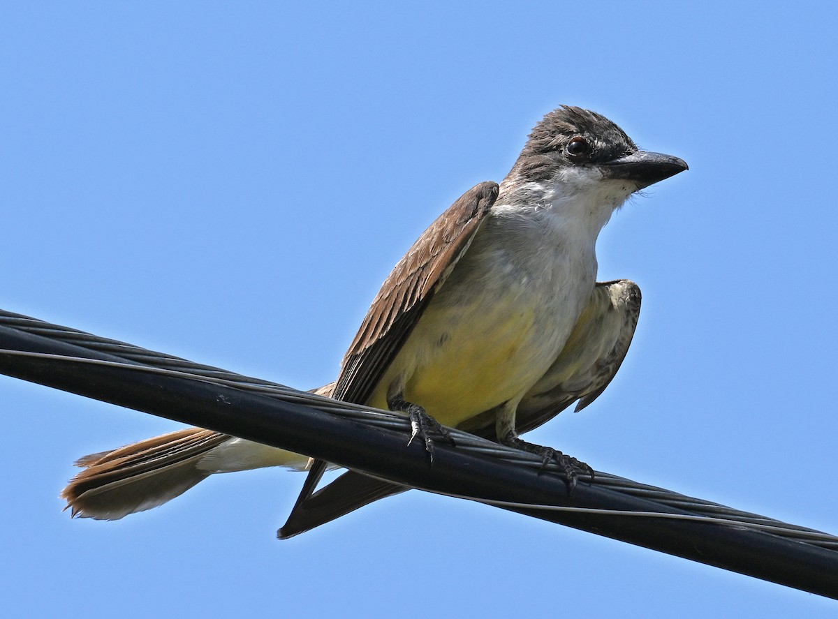 Thick-billed Kingbird - ML621988273