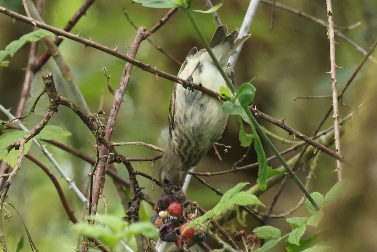 Vegetarian Finch - ML621988275