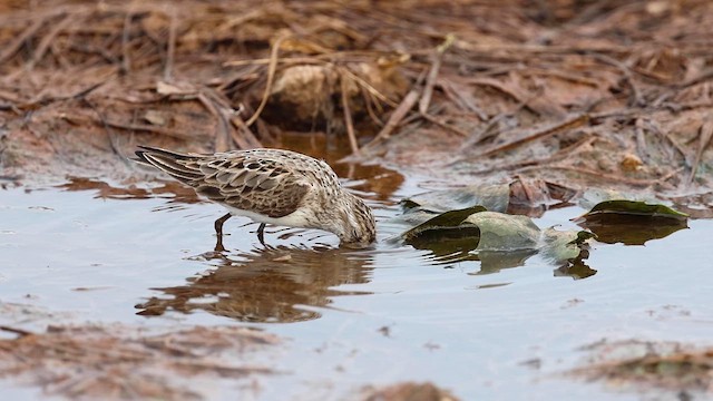 Semipalmated Sandpiper - ML621988318