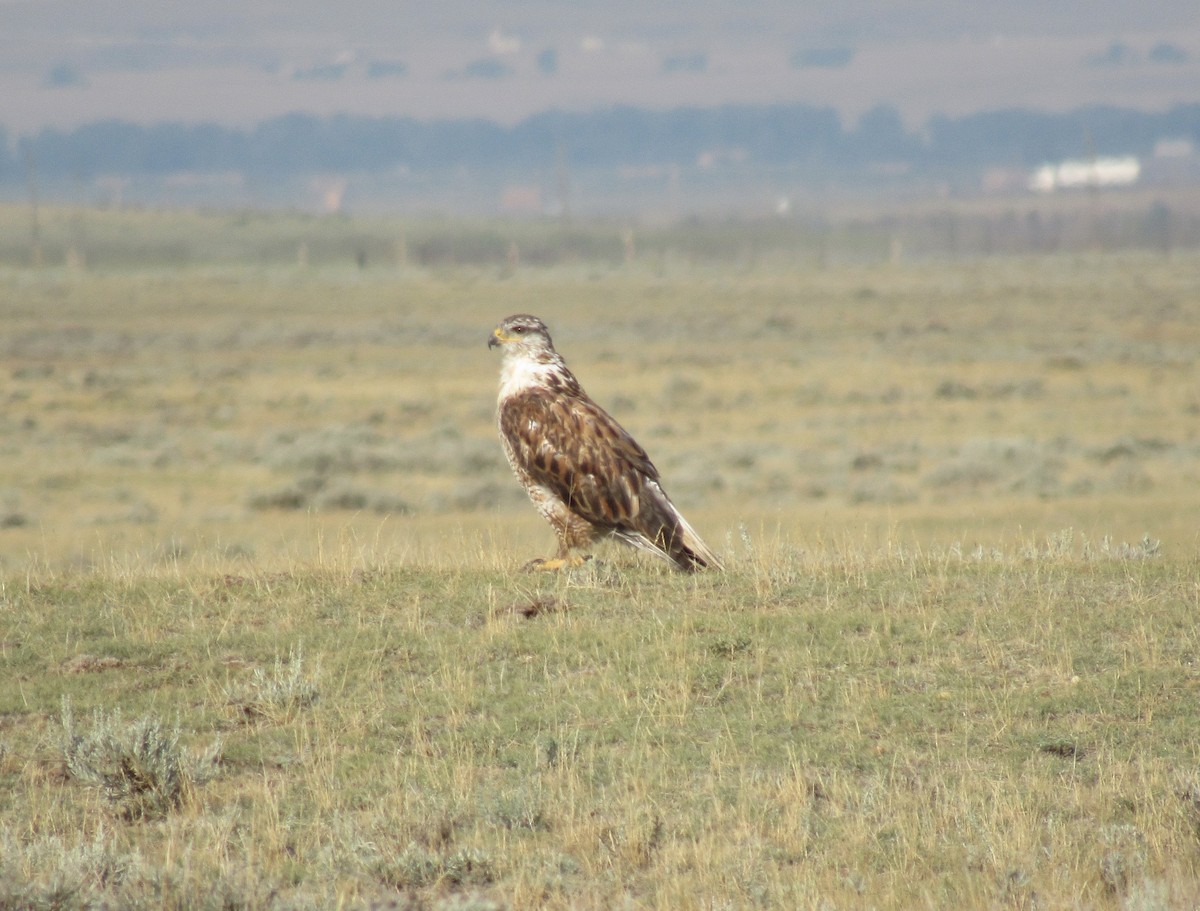 Königsbussard - ML621988393