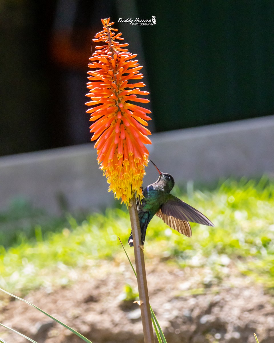 Fiery-throated Hummingbird - Freddy Herrera