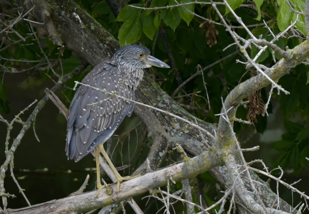 Yellow-crowned Night Heron - ML621988462