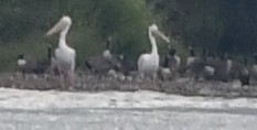 American White Pelican - ML621988578