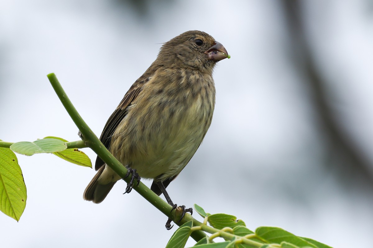 Vegetarian Finch - ML621988614