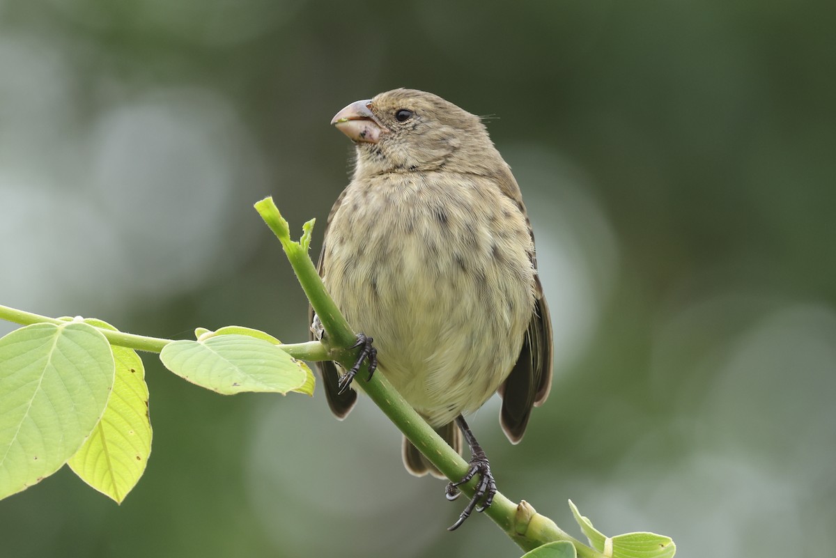 Vegetarian Finch - ML621988615