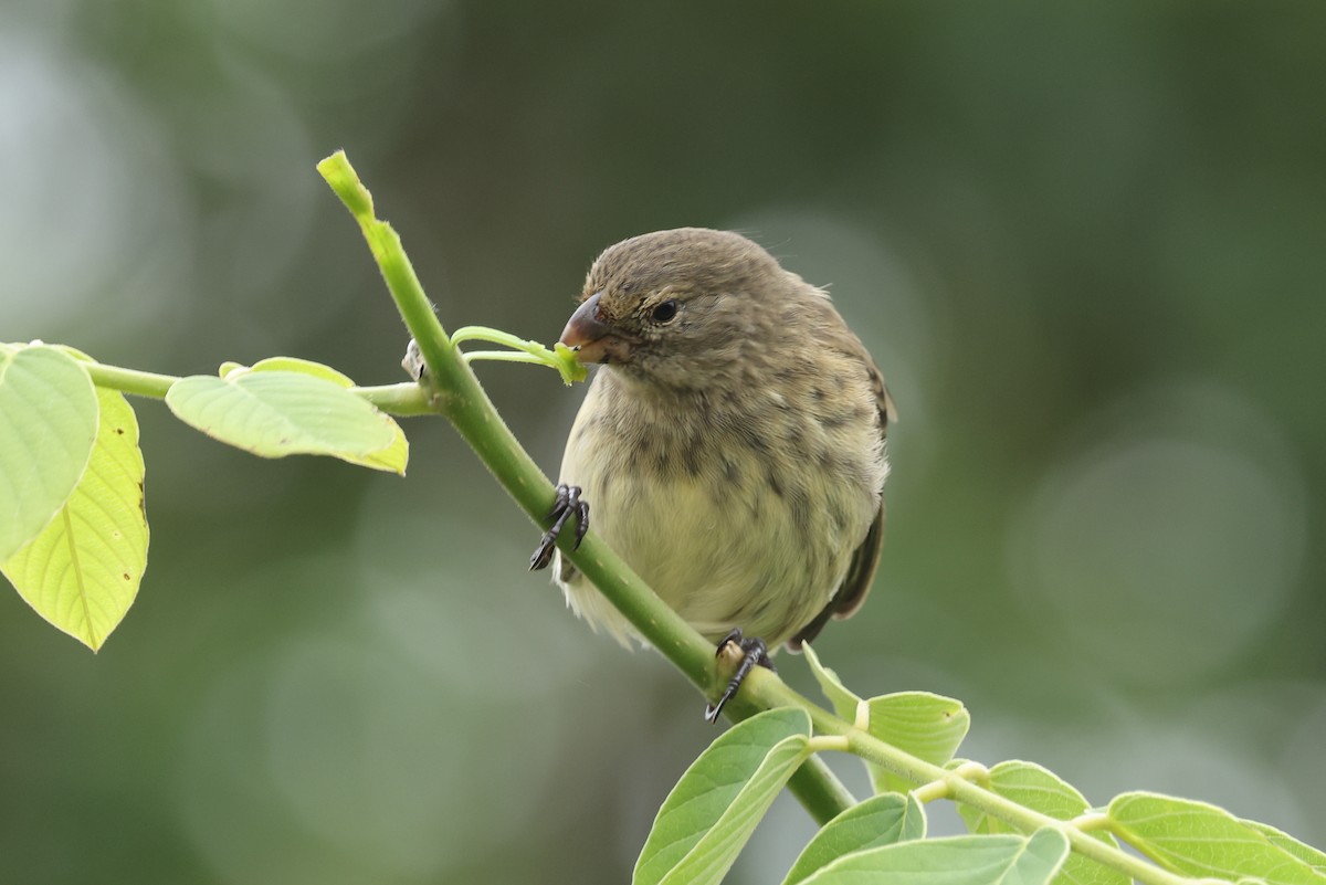 Vegetarian Finch - ML621988616