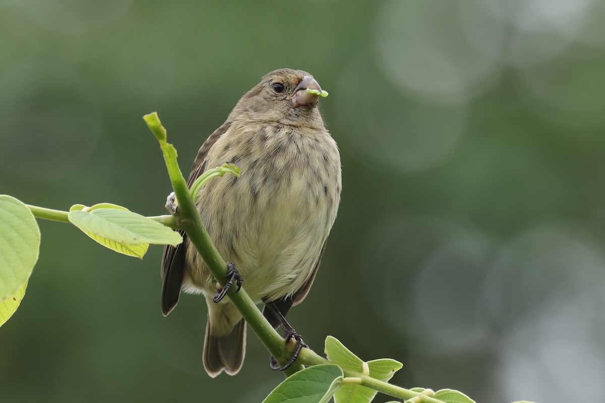 Vegetarian Finch - ML621988617