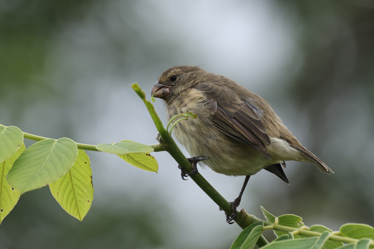 Vegetarian Finch - ML621988618