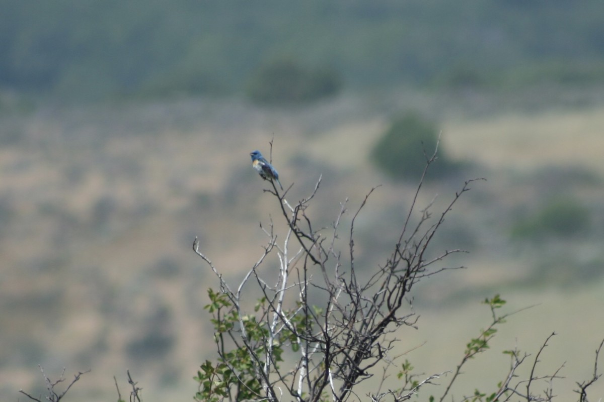 Lazuli Bunting - ML621988674