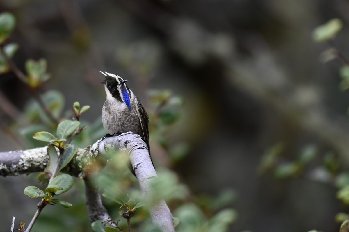 Blue-bearded Helmetcrest - ML621988681