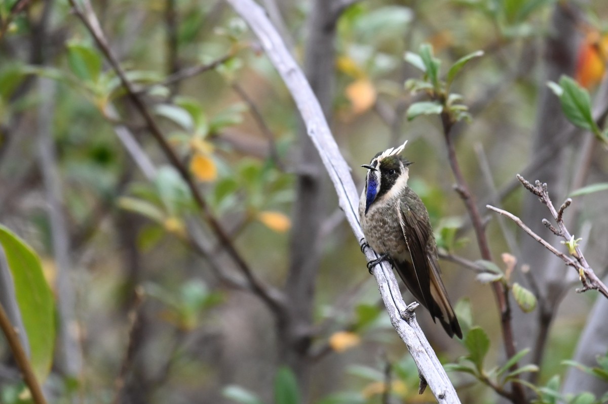 Blue-bearded Helmetcrest - ML621988682
