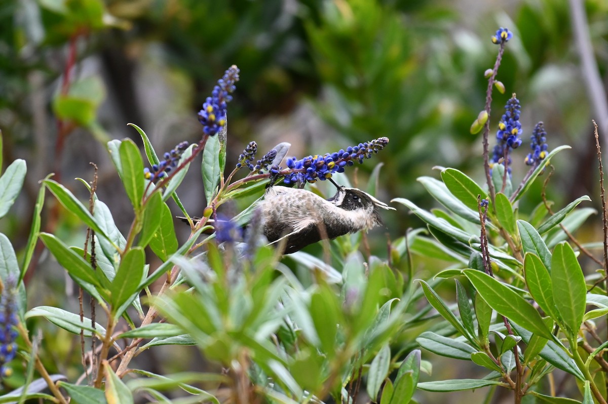 Blue-bearded Helmetcrest - ML621988683