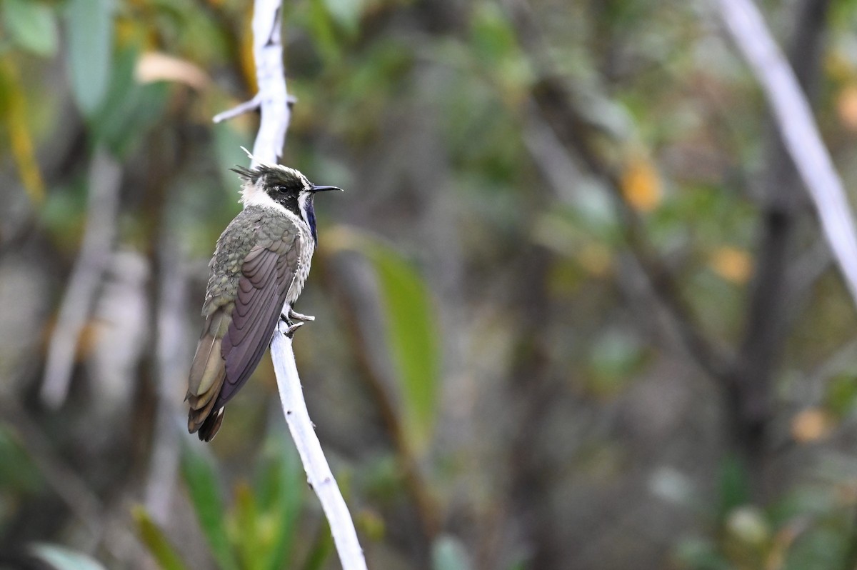 Blue-bearded Helmetcrest - ML621988684