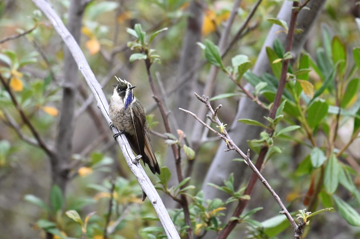 Blue-bearded Helmetcrest - ML621988685