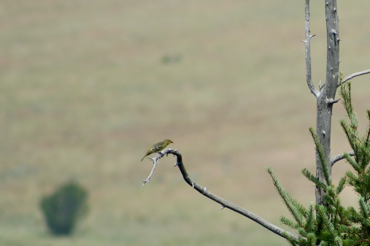 Western Tanager - ML621988691