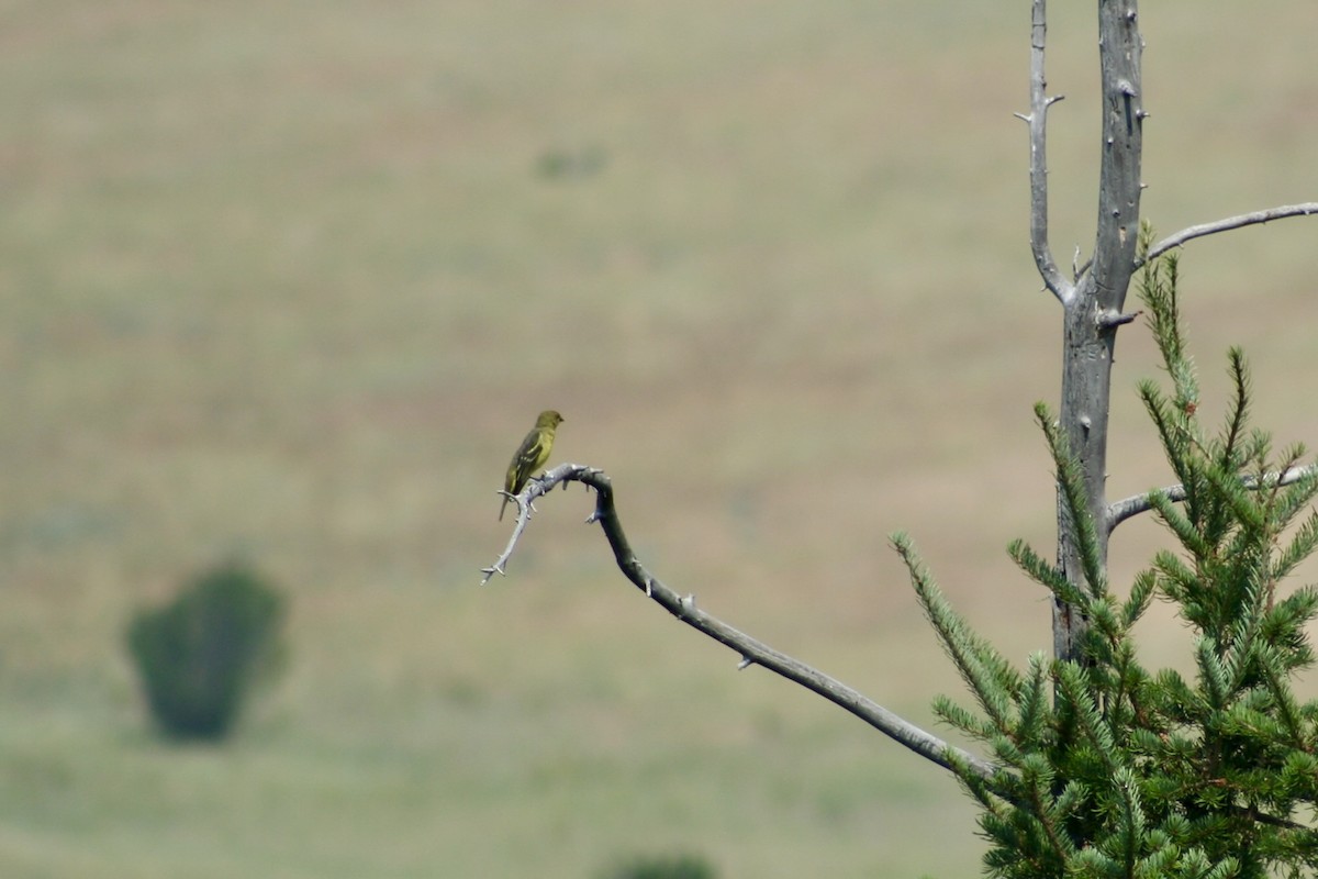 Western Tanager - ML621988692