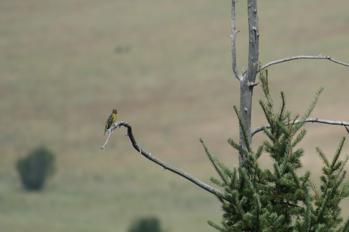 Western Tanager - ML621988693