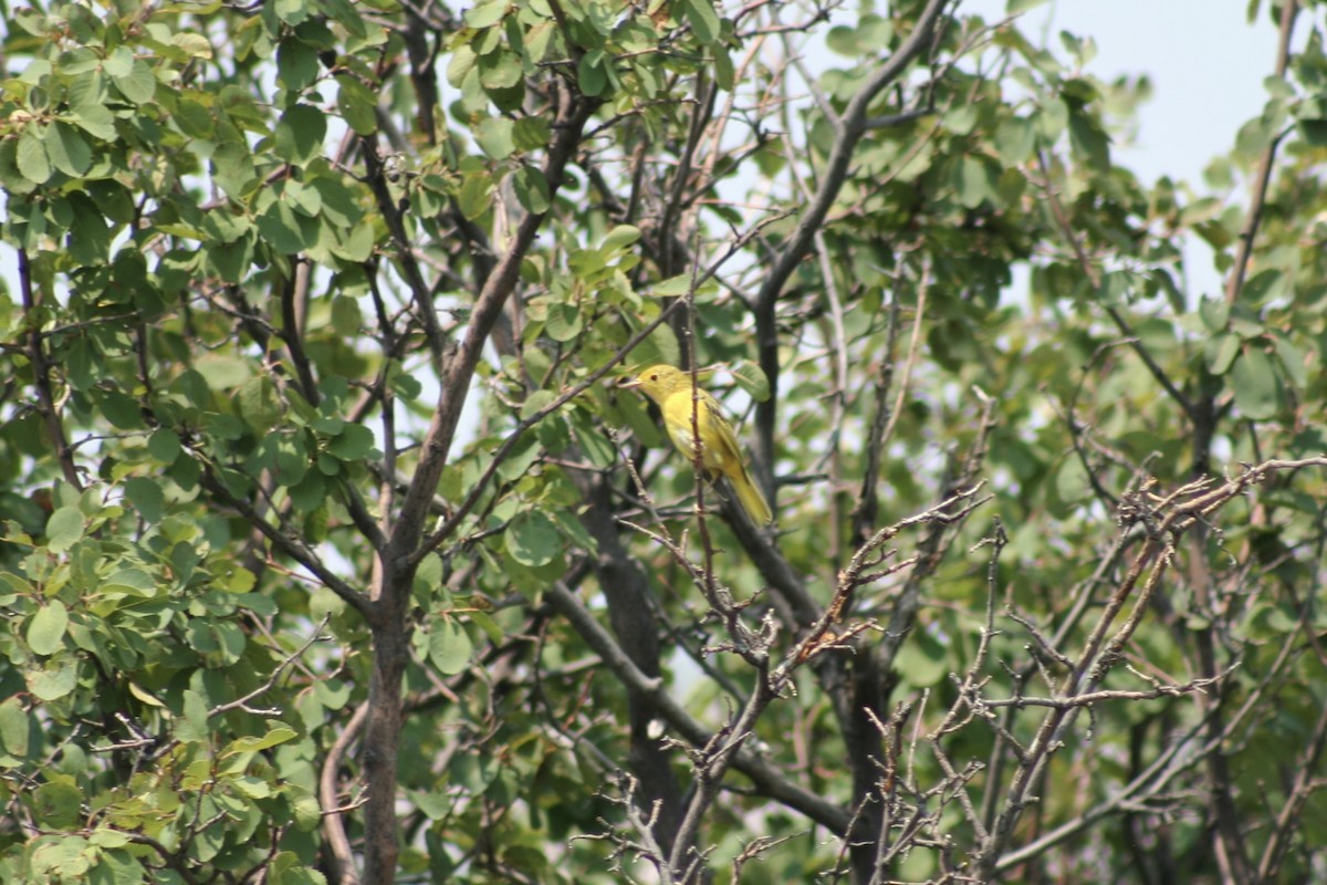 Yellow Warbler (Northern) - ML621988702