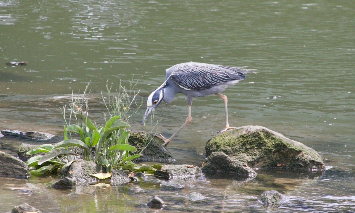 Yellow-crowned Night Heron - ML621988705