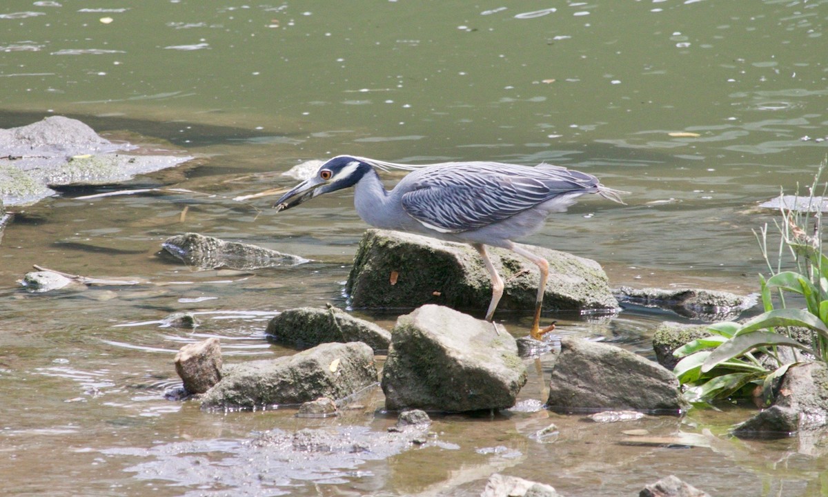 Yellow-crowned Night Heron - ML621988706