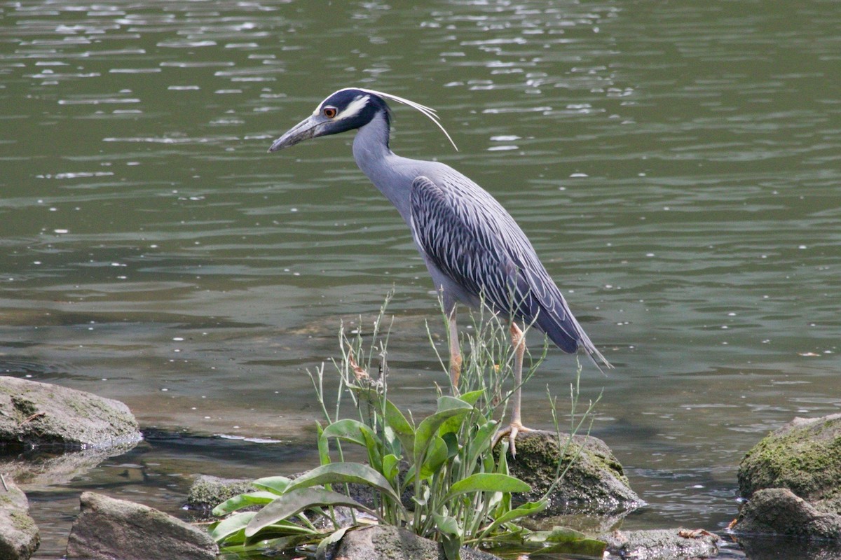 Yellow-crowned Night Heron - ML621988707