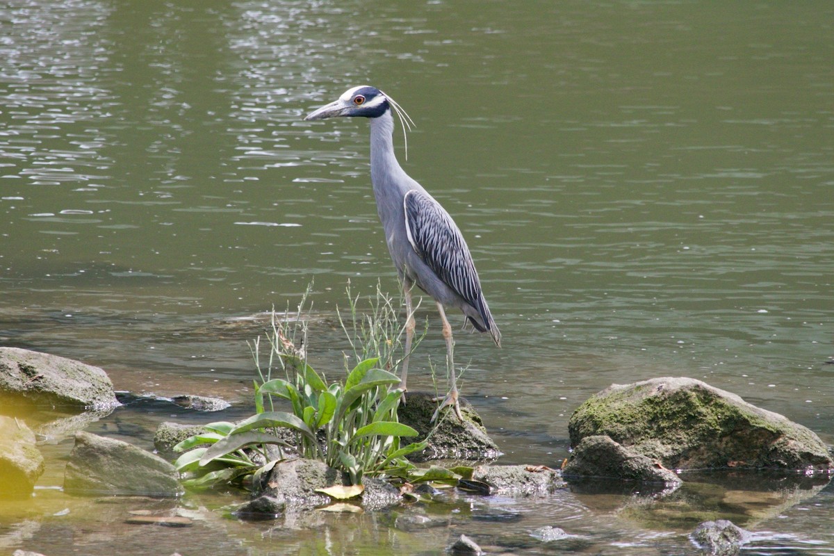 Yellow-crowned Night Heron - ML621988708